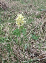 Corydalis bracteata