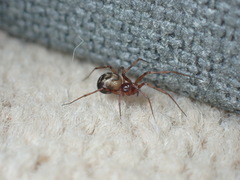 Lepthyphantes leprosus
