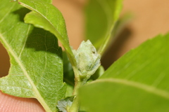 Rabdophaga salicisgnaphalioides