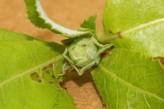 Rabdophaga salicisgnaphalioides