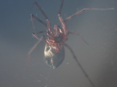 Lepthyphantes leprosus