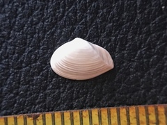 Caryocorbula swiftiana