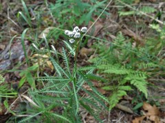 Achillea ptarmicoides
