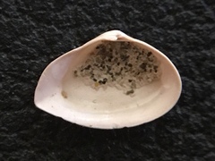 Caryocorbula swiftiana