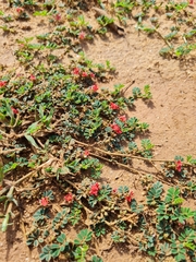Indigofera linnaei