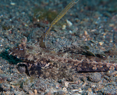 Dactylopus dactylopus