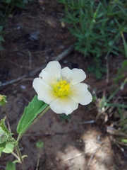 Sida alba