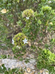 Prismatocarpus campanuloides