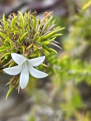 Prismatocarpus campanuloides