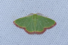 Eucrostes indigenata