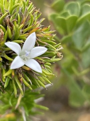 Prismatocarpus campanuloides