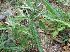 Achillea ptarmicoides