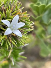 Prismatocarpus campanuloides