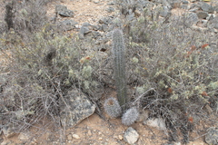 Trichocereus nigripilis