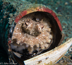 Amphioctopus marginatus