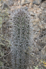Trichocereus nigripilis