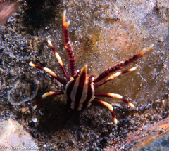 Allogalathea elegans