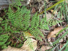 Athyrium spinulosum