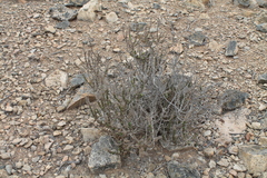 Ophryosporus triangularis