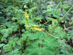 Corydalis ochotensis