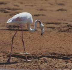 Phoenicopterus roseus