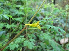 Corydalis ochotensis