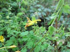 Corydalis ochotensis