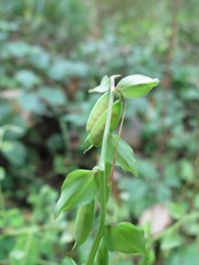 Corydalis ochotensis