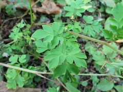 Corydalis ochotensis