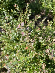 Vaccinium darrowii image