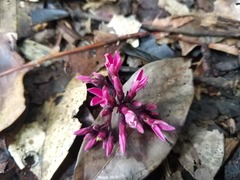 Couma guianensis