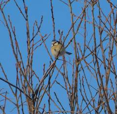 Cyanistes caeruleus