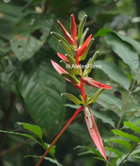 Heliconia acuminata