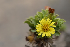 Haplopappus foliosus