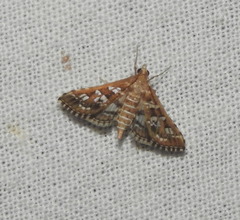 Sameodes