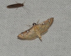 Cotachena