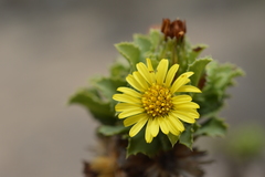 Haplopappus foliosus