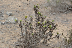 Haplopappus foliosus
