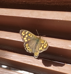 Pararge aegeria