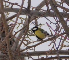 Parus major