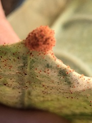 Neuroterus quercusverrucarum