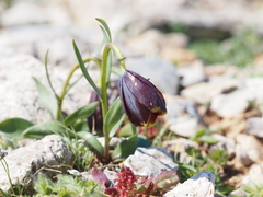 Fritillaria ehrhartii