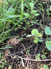 Aristolochia californica