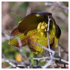 Fritillaria ehrhartii