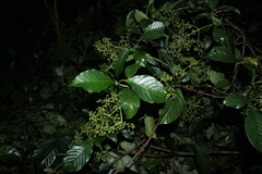 Coussarea albescens