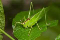 Hexacentrus unicolor
