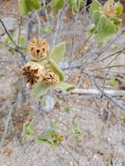 Abutilon californicum