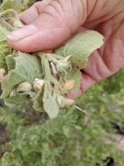 Abutilon californicum