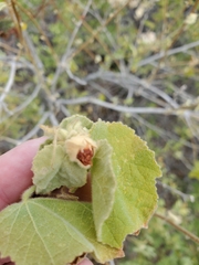 Abutilon californicum