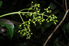 Coussarea albescens